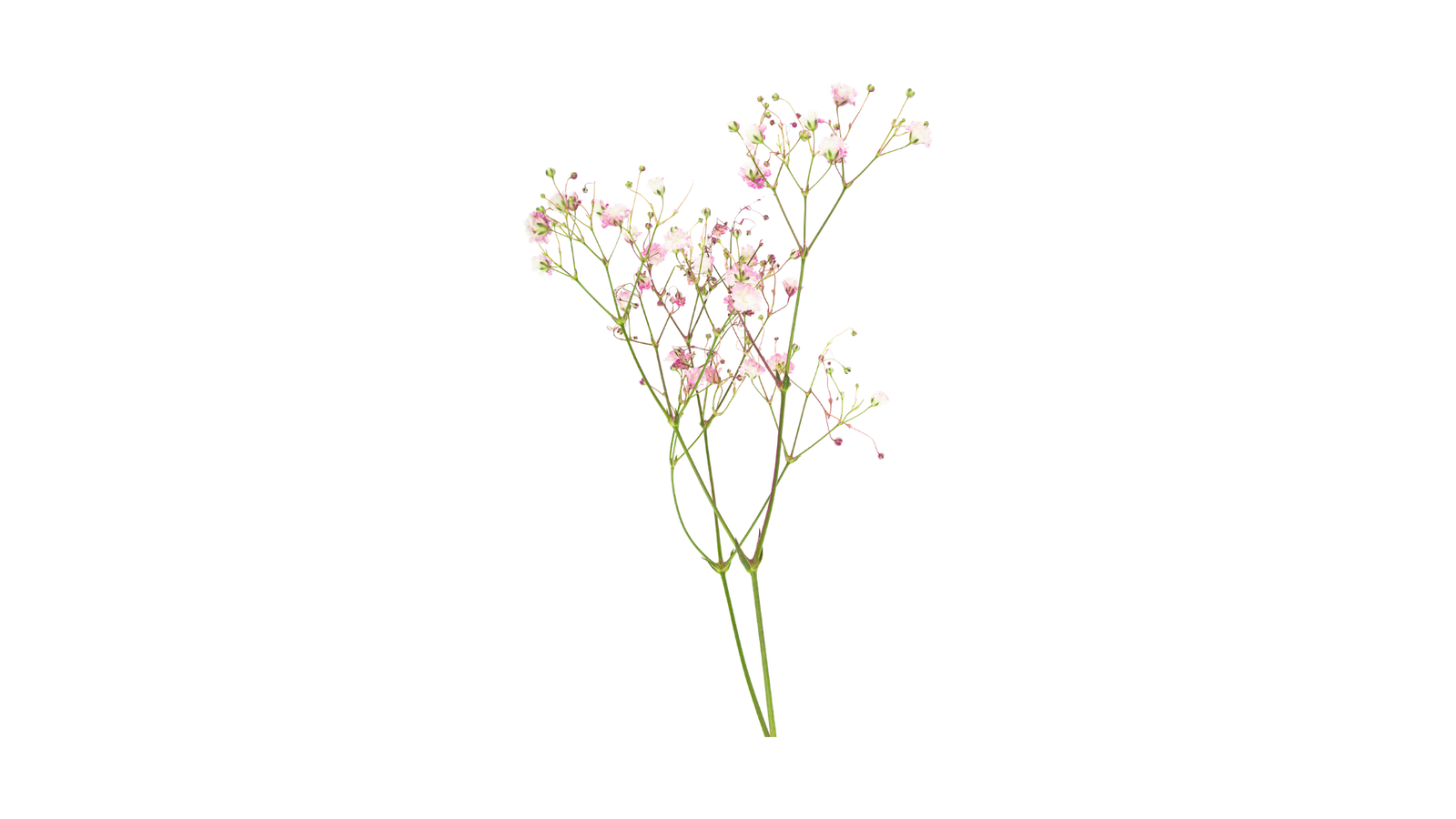 Gipsofila decorative plant
